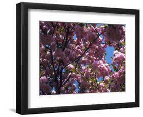 Flowering Cherry Tree, Ct-Kurt Freundlinger-Framed Photographic Print