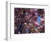 Flowering Cherry Tree, Ct-Kurt Freundlinger-Framed Photographic Print