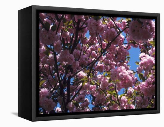 Flowering Cherry Tree, Ct-Kurt Freundlinger-Framed Stretched Canvas