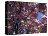 Flowering Cherry Tree, Ct-Kurt Freundlinger-Stretched Canvas