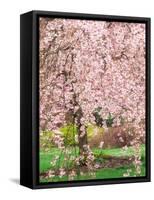 Flowering Cherry Tree, Seattle Arboretum, Washington, USA-Janell Davidson-Framed Stretched Canvas