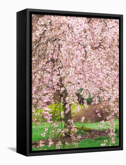 Flowering Cherry Tree, Seattle Arboretum, Washington, USA-Janell Davidson-Framed Stretched Canvas