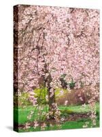 Flowering Cherry Tree, Seattle Arboretum, Washington, USA-Janell Davidson-Stretched Canvas