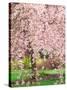 Flowering Cherry Tree, Seattle Arboretum, Washington, USA-Janell Davidson-Stretched Canvas