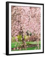 Flowering Cherry Tree, Seattle Arboretum, Washington, USA-Janell Davidson-Framed Premium Photographic Print