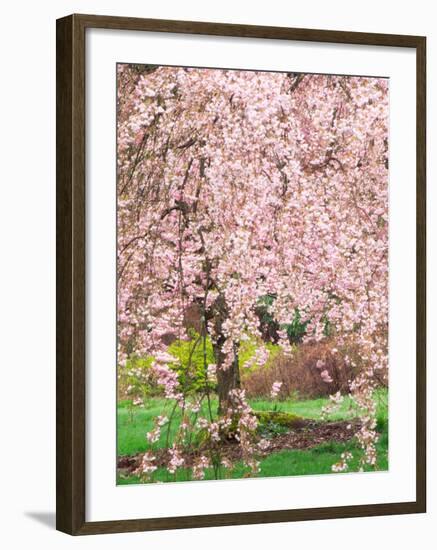 Flowering Cherry Tree, Seattle Arboretum, Washington, USA-Janell Davidson-Framed Premium Photographic Print