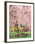 Flowering Cherry Tree, Seattle Arboretum, Washington, USA-Janell Davidson-Framed Premium Photographic Print