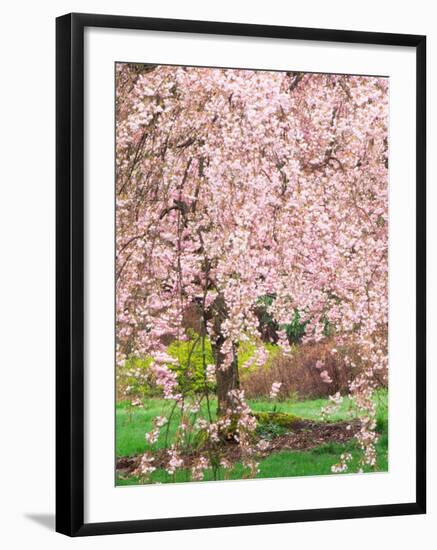 Flowering Cherry Tree, Seattle Arboretum, Washington, USA-Janell Davidson-Framed Premium Photographic Print