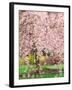 Flowering Cherry Tree, Seattle Arboretum, Washington, USA-Janell Davidson-Framed Premium Photographic Print