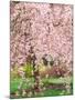 Flowering Cherry Tree, Seattle Arboretum, Washington, USA-Janell Davidson-Mounted Premium Photographic Print