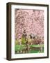 Flowering Cherry Tree, Seattle Arboretum, Washington, USA-Janell Davidson-Framed Photographic Print