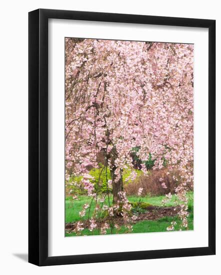 Flowering Cherry Tree, Seattle Arboretum, Washington, USA-Janell Davidson-Framed Photographic Print