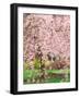 Flowering Cherry Tree, Seattle Arboretum, Washington, USA-Janell Davidson-Framed Photographic Print