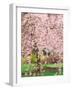 Flowering Cherry Tree, Seattle Arboretum, Washington, USA-Janell Davidson-Framed Photographic Print