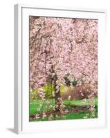 Flowering Cherry Tree, Seattle Arboretum, Washington, USA-Janell Davidson-Framed Photographic Print