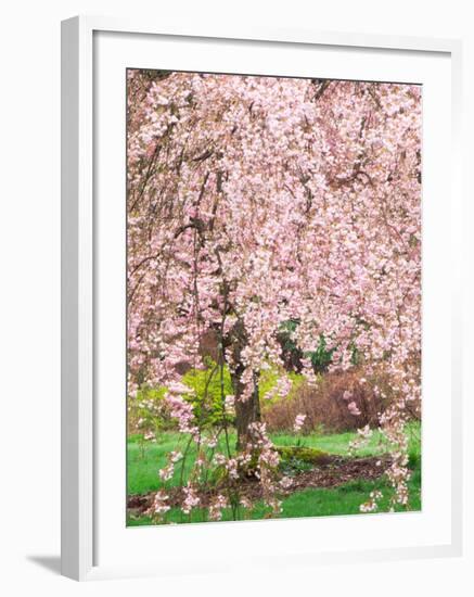 Flowering Cherry Tree, Seattle Arboretum, Washington, USA-Janell Davidson-Framed Photographic Print