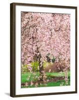 Flowering Cherry Tree, Seattle Arboretum, Washington, USA-Janell Davidson-Framed Photographic Print