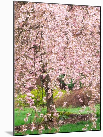Flowering Cherry Tree, Seattle Arboretum, Washington, USA-Janell Davidson-Mounted Photographic Print