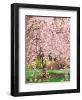 Flowering Cherry Tree, Seattle Arboretum, Washington, USA-Janell Davidson-Framed Photographic Print