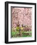 Flowering Cherry Tree, Seattle Arboretum, Washington, USA-Janell Davidson-Framed Photographic Print