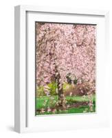 Flowering Cherry Tree, Seattle Arboretum, Washington, USA-Janell Davidson-Framed Photographic Print