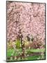 Flowering Cherry Tree, Seattle Arboretum, Washington, USA-Janell Davidson-Mounted Photographic Print