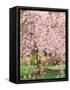 Flowering Cherry Tree, Seattle Arboretum, Washington, USA-Janell Davidson-Framed Stretched Canvas