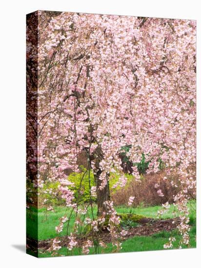 Flowering Cherry Tree, Seattle Arboretum, Washington, USA-Janell Davidson-Stretched Canvas
