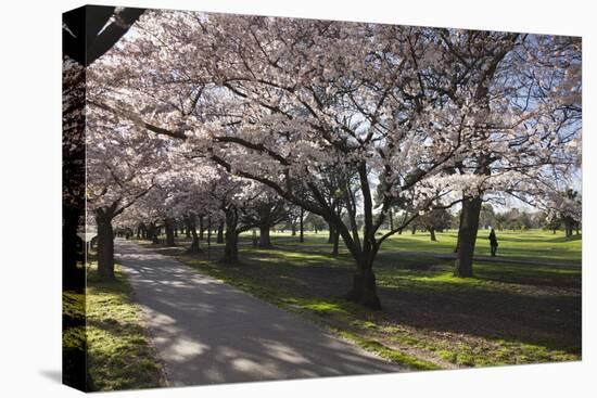 Flowering Cherry Trees in Blossom Along Harper Avenue-Nick-Stretched Canvas