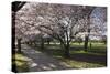 Flowering Cherry Trees in Blossom Along Harper Avenue-Nick-Stretched Canvas