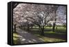 Flowering Cherry Trees in Blossom Along Harper Avenue-Nick-Framed Stretched Canvas