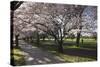 Flowering Cherry Trees in Blossom Along Harper Avenue-Nick-Stretched Canvas