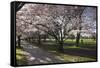 Flowering Cherry Trees in Blossom Along Harper Avenue-Nick-Framed Stretched Canvas