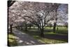 Flowering Cherry Trees in Blossom Along Harper Avenue-Nick-Stretched Canvas