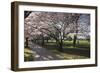 Flowering Cherry Trees in Blossom Along Harper Avenue-Nick-Framed Photographic Print