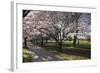 Flowering Cherry Trees in Blossom Along Harper Avenue-Nick-Framed Photographic Print