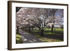 Flowering Cherry Trees in Blossom Along Harper Avenue-Nick-Framed Photographic Print