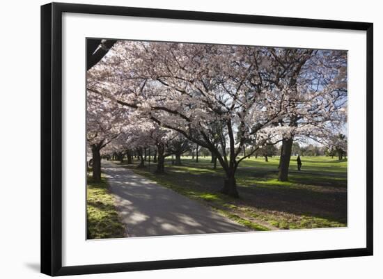 Flowering Cherry Trees in Blossom Along Harper Avenue-Nick-Framed Photographic Print