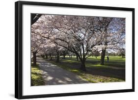 Flowering Cherry Trees in Blossom Along Harper Avenue-Nick-Framed Photographic Print