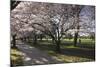 Flowering Cherry Trees in Blossom Along Harper Avenue-Nick-Mounted Photographic Print