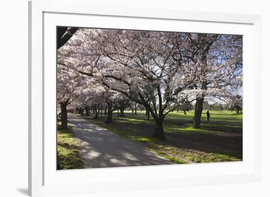 Flowering Cherry Trees in Blossom Along Harper Avenue-Nick-Framed Photographic Print