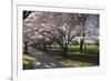 Flowering Cherry Trees in Blossom Along Harper Avenue-Nick-Framed Photographic Print