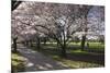 Flowering Cherry Trees in Blossom Along Harper Avenue-Nick-Mounted Photographic Print