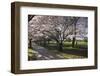 Flowering Cherry Trees in Blossom Along Harper Avenue-Nick-Framed Photographic Print