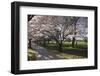 Flowering Cherry Trees in Blossom Along Harper Avenue-Nick-Framed Photographic Print