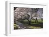 Flowering Cherry Trees in Blossom Along Harper Avenue-Nick-Framed Photographic Print