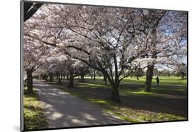 Flowering Cherry Trees in Blossom Along Harper Avenue-Nick-Mounted Photographic Print