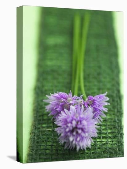 Flowering Chives-Elisabeth Cölfen-Stretched Canvas