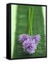 Flowering Chives-Elisabeth Cölfen-Framed Stretched Canvas