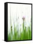 Flowering Chives-Kr?ger & Gross-Framed Stretched Canvas